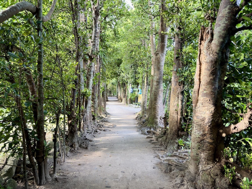 备濑福木林道 参考图 1